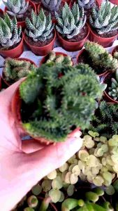 🌟Ready stok 🌟Euphorbia Flanagan  crista Mini succulents plants