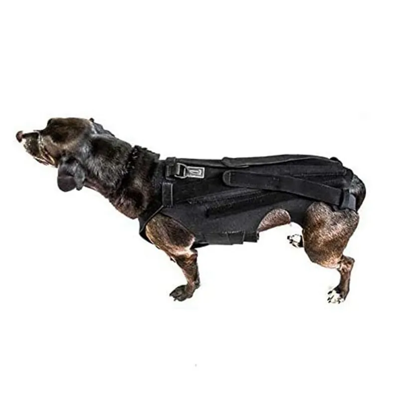 Canine back brace best sale