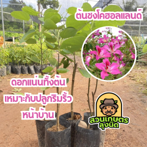 ต้นชงโคฮอลแลนด์ สูง 40–50 ซม. ดอกใหญ่สีม่วงชมพู ดอกบานแน่นเต็มต้น โตเร็ว ทนแดด ปลูกง่าย