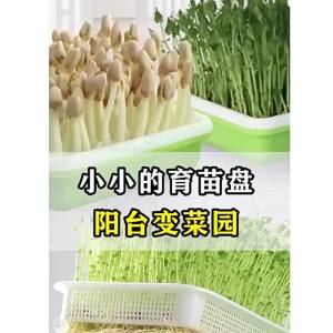 LZD  Sprouts Seedling Tray Direct Sales with Lid Moisturizing Encryption Grid Vegetable Bean Sprouts Planting Multi-Color Insulation Basin