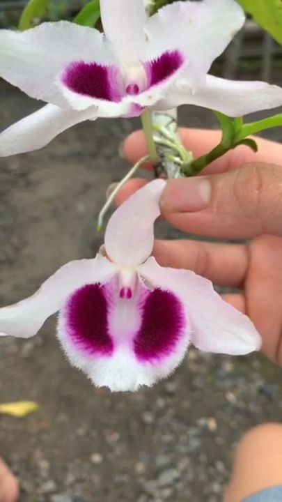 Hoa Lan Phi Điệp Ám Mắt Đỏ Hòa Bình