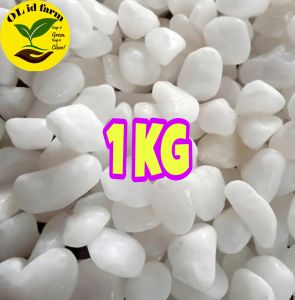 Batu putih italy 1 kg batu salju aquarium dan aquascape