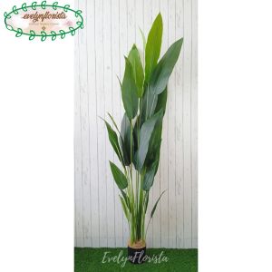 Pohon Hias Tanaman Imitasi Daun Pisangan Heliconia T210 Latex Pot Dasar Hitam Dekorasi Ruang Tamu