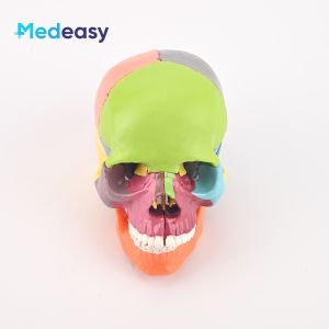 Mini Color‑Coded Human Skull Anatomical Model Medical training or teaching