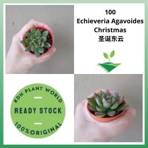 KDH Import Live Plant Succulent Pokok Hidup Cacti Kaktus Sukulen [Echieveria Agavoides Christmas]
