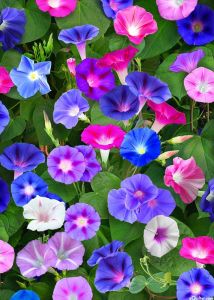 Morning Glory Tall Flower Colorful Mix 60-100 Seeds Tropical Friendly Easy to Grow