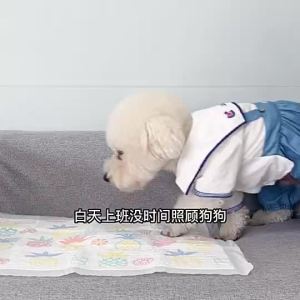 Honeycare Training Dog Wee Pads 好命天生魔法漏斗尿垫菠萝印花尿垫 - Size S/M/L