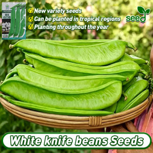 100% Authentic White knife beans Seeds (Fast Growing)‌ High Yield F1 Hybrid Beans Seeds for Planting Vegetables sword bean seeds Fresh Phaseolus vulgaris Vegetable Seeds for Gardening Potted Vegetable Live Plants Balcony Growing Vegetables Seedlings