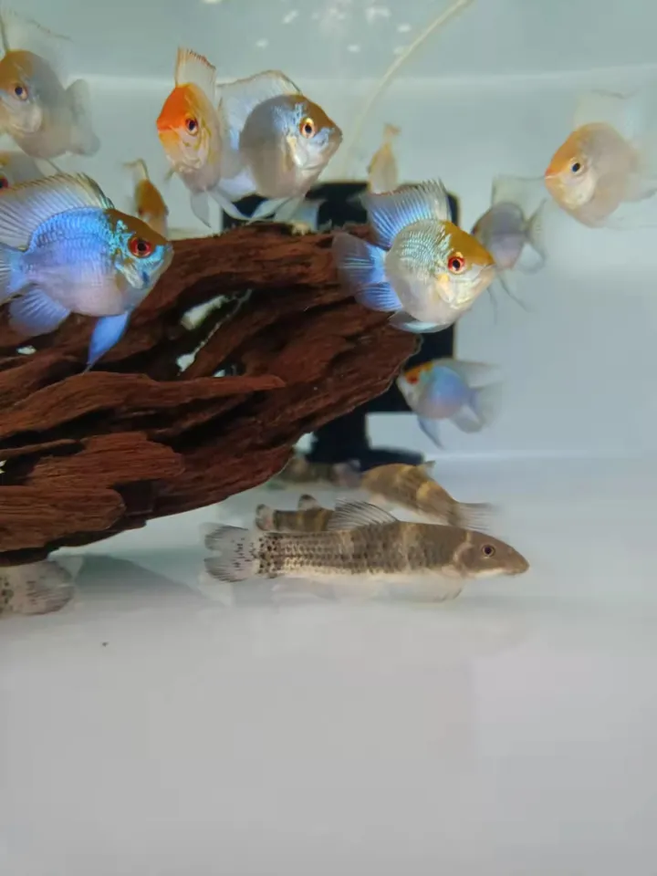 PANDA GARRA Live Fish/ALGAE EATER FOR AQUARIUM 熊猫青苔鼠/活鱼