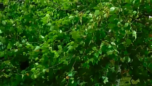 Gói 10 dây buộc cây chống gió bền cho sự ổn định ngoài trời trong điều kiện thời tiết khắc nghiệt