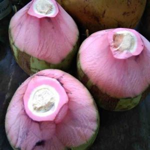 Bibit Kelapa Hibrida Wulung Serat Pink Untuk Obat Pohon Pendek Berbuah