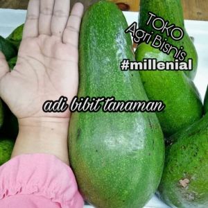 BELI 3 GRATIS 1 BIBIT ALPUKAT ALIGATOR super jumbo [bisa COD]
