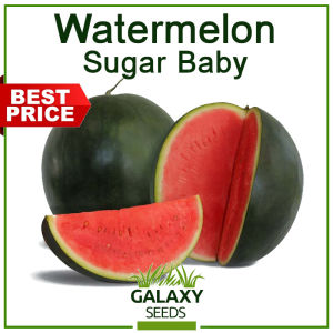 "GalaxySeeds" Value Pack - Watermelon Pakwan Seeds for Planting Fruit Plants (3 Seeds) Sugar Baby Melon Vegetable Plant