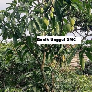 Bibit Mangga Madu 1 meter Super Okulasi Ukuran Besar