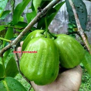 BIBIT JAMBU AIR KIOJOK CEPAT BERBUAH