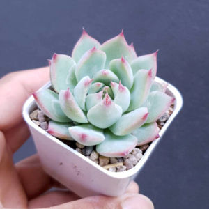 ต้นไม้อวบน้ำ กุหลาบหิน อิชิเวเรีย ชิวาฮวนเซส Echeveria chihuahuenses #succulent #สีชมพู #Echeveria
