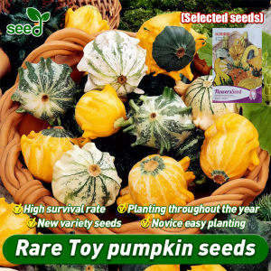 [Selected Seeds]100% Authentic Toy pumpkin seeds for Planting High Yield F1 Hybrid pumpkin seeds for Gardening Jack O Lantern Seeds Halloween Pumpkin Seed Big Squash Seedlings Organic Vegetable Plants Balcony Potted Live Plant Bonsai Seeds Buto Ng Halaman