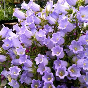 50pcs BLUEBELL Seeds-  Annual Blue Flowers to Plant an Outdoor Butterfly Garden - Non GMO Seeds