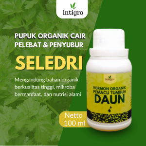 Pupuk Penyubur Tanaman Seledri / Pupuk Penyubur Daun Seledri / Pupuk Pelebat Daun Seledri Booster