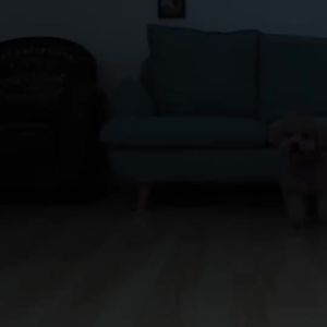 LED Pet Safety Light Silicone for Dogs for Home Care and Daily Use Suitable for Storage Cleaning or Routine Setup for Indoor Outdoor and Travel Use safety light led light Home Care