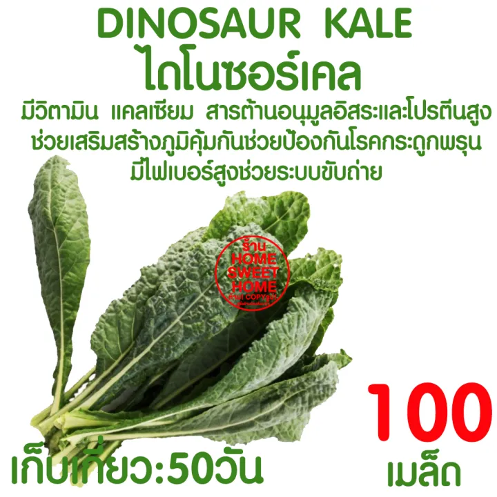 เมล็ดผักสลัดไดโนเคล 100 เมล็ด