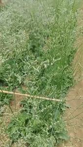 Perennial Lover Grass Potted Plant Dancing Grass Potted Plant Vanilla Potted Plant Balcony Courtyard Potted Plant Flower Potted Plant Sun-loving Green Plant