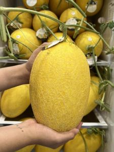 Gói 10 hạt giống F1 DƯA LƯỚI HÀN QUỐC nam việt siêu ngọt