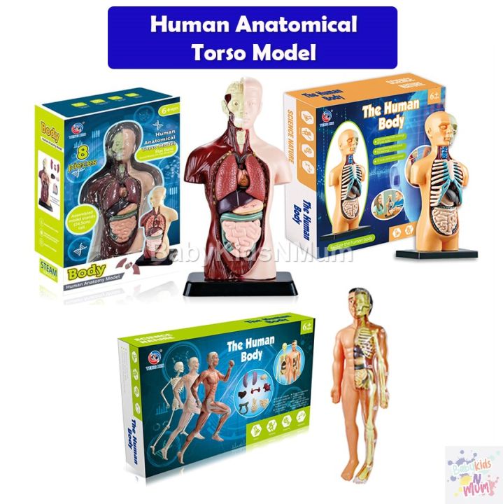 Human Torso Body Anatomy Model with Removable Parts Human Body Science ...