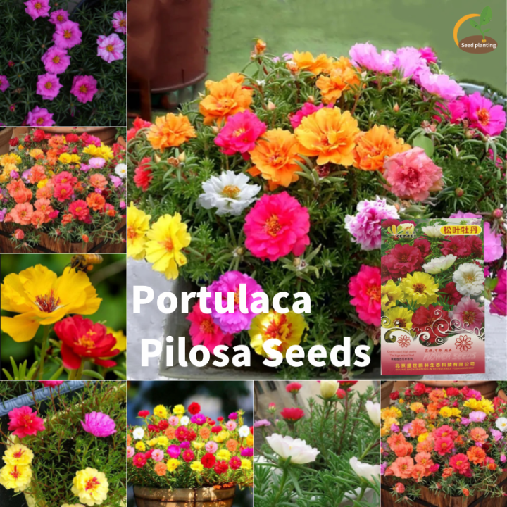 เติบโตง่าย Portulaca Pilosa Seeds (เมล็ดพันธุ์ผสมสีเดิม 20 เมล็ด) เมล็ด ...