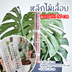 หลัก ไม้ เลื้อย พร้อมส่ง เสาหลัก ไม้เลื้อย เสาหลักใยมะพร้าว ความสูงได้ เสาห