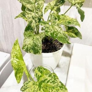Syngonium Mojito -  - Pokok Syngonium Mojito - सिंगोनियम मोजिटो Syngonium Mojito – Exotic Variegation Easy Indoor Plant Compact Aroid Stylish Foliage Low Maintenance LIVE PLANT