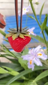 Waterproof Strawberry Key Ring Resin 3D Design Bag Charm Funny Handmade Keychain Girls Accessories