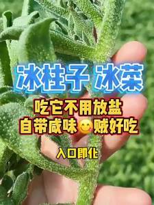 Crystal ice vegetable ice vegetable ice grass vegetable four-season vegetable