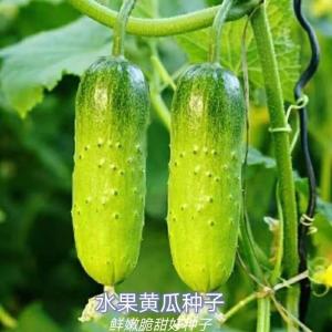 Benih Buah Timun (20 Seeds)/水果黄瓜籽 /Fruit Cucumber Seeds