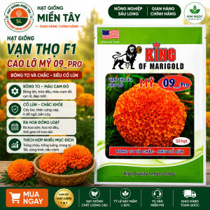 (Gói 50 hạt)  Hạt Giống Hoa Vạn Thọ Mỹ KING SUTU 09PRO  _ CAM  ( bông to chắc- cổ mập )