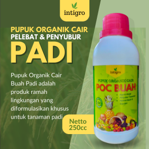 Obat Semprot Penyubur Padi / Pupuk cair Untuk penyubur Padi Sawah / Pupuk Pelebat Buah Untuk Padi