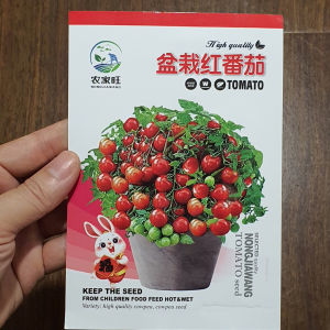 Hạt giống cà chua bi Đỏ lùn chịu nhiệt hạt giống cà chua bi lùn nhập khẩu