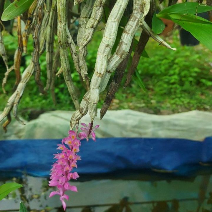 HOA LAN BÁO HỶ GHÉP GỖ