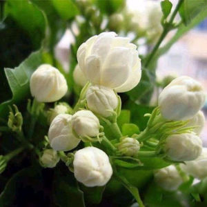 Everblooming Double Petal Hardy Jasmine /Garden Balcony Indoor Planting/Drought-resistant Fragrant Flowers/Pet Safe For Garden Enthusiasts