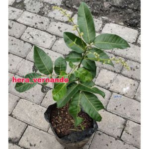 Bibit Kelengkeng Matalada Sudah Berbunga Super Okulasi