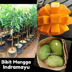 BIBIT MANGGA INDRAMAYU | Cepat Berbuah | Berbuah Di Dalam Pot | BIBIT OKULASI / SAMBUNG PUCUK