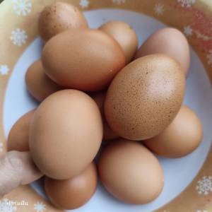 ไข่ไก่อารมณ์ดี ไข่ไก่อินทรีย์ เบอร์1 (30 ฟอง) เก็บสดใหม่ทุกวัน รับประกันคุณภาพ ไข่แดงดี สดใหม่ เลี้ยงแบบปล่อย