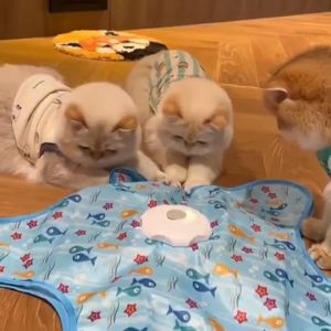Auto Electric Cat Hunting Toy with Moving Cover 3 Speed Smart Peekaboo Cat Toy Rechargeable Safe ABS Toy for Indoor Cat