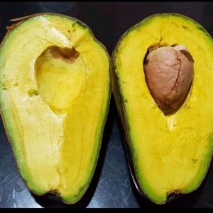 Bibit Alpukat Mentega Super Pulen