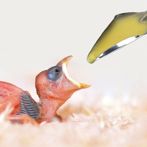 ช้อนตักอาหารนกสำหรับชุดเครื่องมือ Cockatiel Parrot ช้อนด้วยมือแบบพิเศษสำหรับสัตว์เลี้ยง