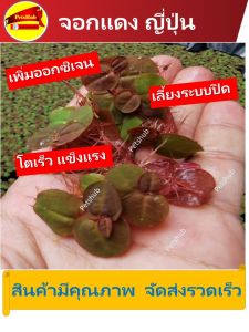 จอกแดง ญี่ปุ่น ดูดซัปแอมโมเนีย เพิ่ม ออกซิเจน ปลอดภัย ปลอดเชื้อ