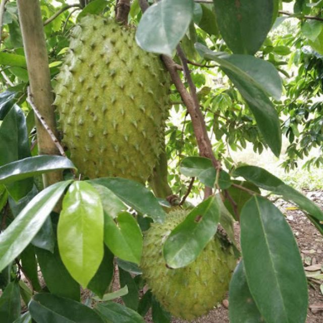 Cây giống Mãng Cầu Xiêm Thái ( mãng cầu gai), cây giao như ảnh chụp