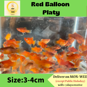 Red Balloon Platy/Livefish/freshwater/满鱼