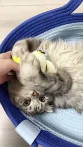 Đồ chơi cho mèo tự giải trí đồ chơi nhai bền cho mèo con cây đũa nhồi bông đồ dùng cho thú cưng