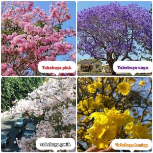 PAKET 4 Bunga Tabebuya Pink Kuning Putih dan Ungu Bunga Sakura Tabebuya